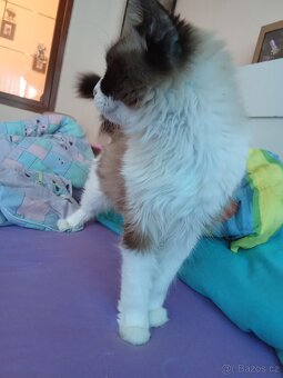Ragdoll kočička bez pp - 7