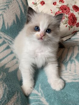 ❤️❤️Nádherná kočička Ragdoll s PP - 7