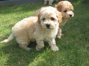 Maltipoo štěňátka - 7