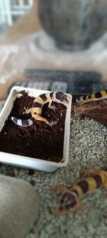 Gekončík noční (Eublepharis macularius) - 7