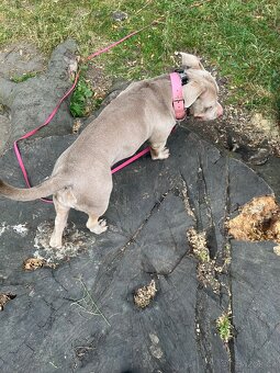 ‘Lovecky’ american bully - 7