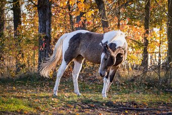 Klisna APH 3 letá - 7