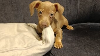 Jezevčík trpasličí pejsek bez PP - 7