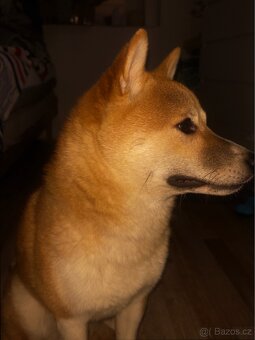 Shiba Inu krytí - 7