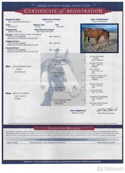 QH,quarter horse,paint horse,PH,APH - 7