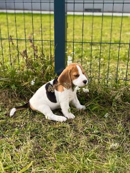 Štěně bígla s PP - 7