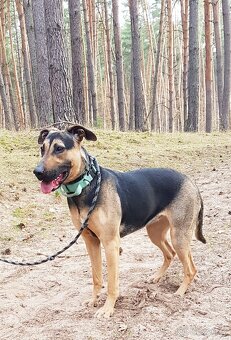 MYSTERY K ADOPCI - nejvěrnější parťačka - 7