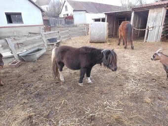 Shetlandský pony - hříbata - 7