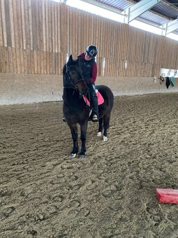 Top WpB pony klisna do sportu i k dětem - 7