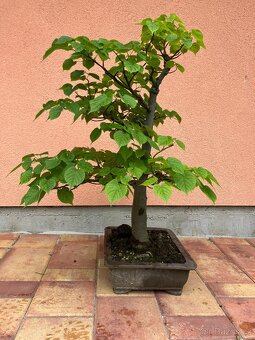 Bonsai, Bonsaj, jamadori, lípa srdčitá - 7