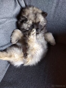 Německý vlčí špic (keeshond) - štěńátka s PP - 7