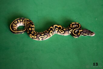 Krajta královská/python regius - 7