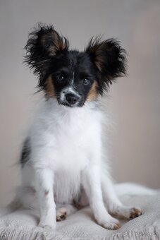 Papillon s rodokmeňom - 7