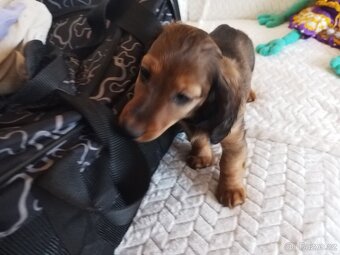 Jezevčík dlouhosrstý trpasličí - 7