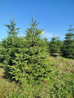 svazek větví jedle kavkazská borovice vánoční stromek - 7