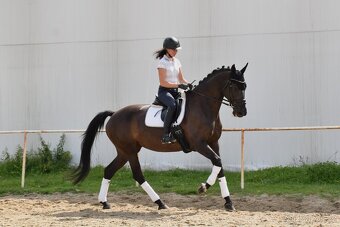 Zkušená drezurní klisna pro dítě či juniora - 7