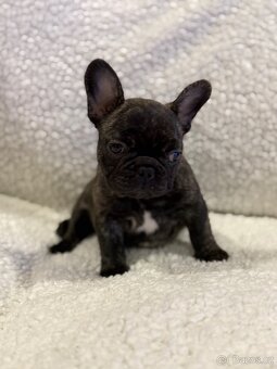 Francouzský buldoček štěňátko s PP - 7