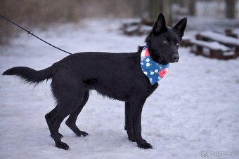 Serena hledá domov - 7