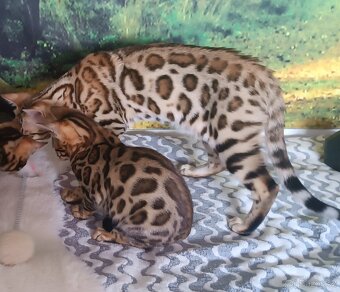 Bengálský kocourek - 7