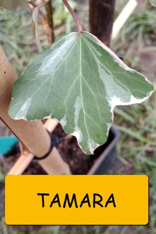 Břečťan (Hedera) - různé druhy - 7