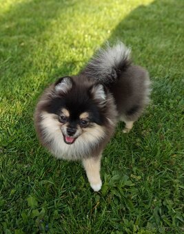 Štěňata Pomeranian s PP POSLEDNÍ 2 MAZLÍCI - 7