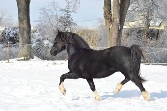 Welsh pony of cob type- připouštění - 7