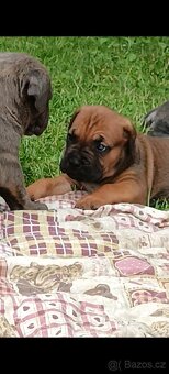 Cane Corso štěňata - 7