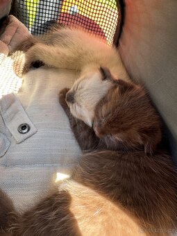 Scottish Fold - 7