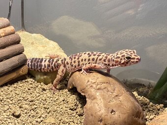 Gekončík noční - 7