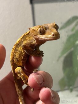 Pagekon řasnatý - 7