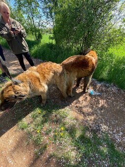 Leonberger štěňata - 7