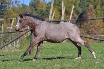 Klisnička QH s TOP cutting původem a skvělou povahou - 7