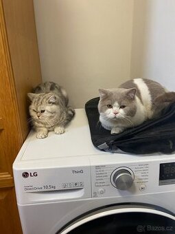 🐾Britská koťátka bez PP🐱hledají nový domov - 7