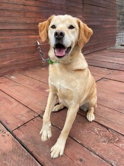 BODRIG - kastrovaný psík 5 let - 7