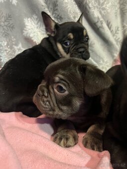 Francouzský buldoček - 7