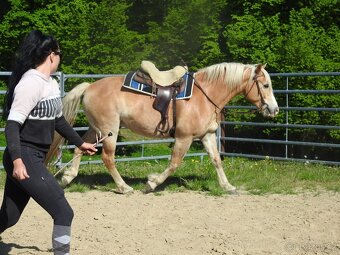 Valášek do rodiny hafling věk 10let výška 150cm - 7