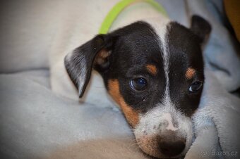 Štěňátka Jack Russell teriér - 7