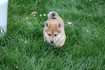 Shiba inu - pejsek s PP - 7