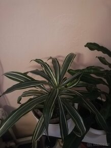 Tlustice symbol bohatství - 7