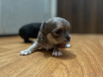 Dlouhosrstá čivava - 7