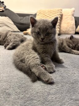 🩶Britská koťátka hledají milující domov🩶 - 7