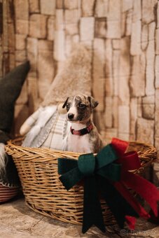Whippet/Vipet s PP (pejsek,fena) - 7