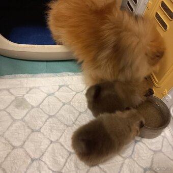 Pomeranian  - kluci - pidi - 7