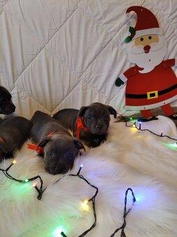 Stafordšírský bulteriér - 7