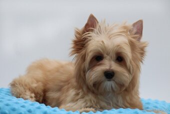 golddust yorkshire terrier s PP - 7