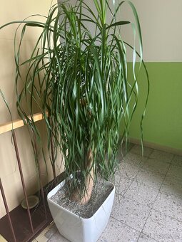 Sloní noha - bokarnea tlustokmenná - 7