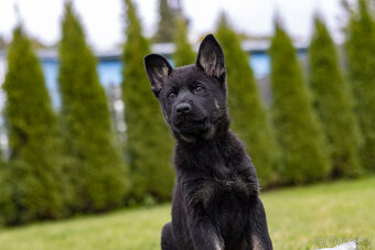 Německý  ovčák - pejsek s PP - 7