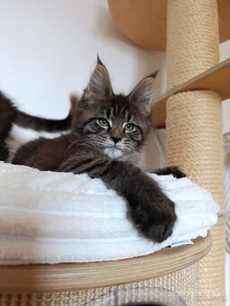 Mainská mývalí koťátka s PP - 7