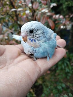 Kakariky,korela,andulka - 7