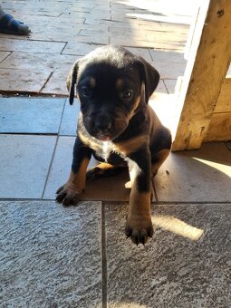 Staford a labrador štěňátka - 7